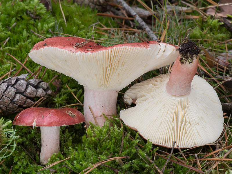 Russula sanguinaria